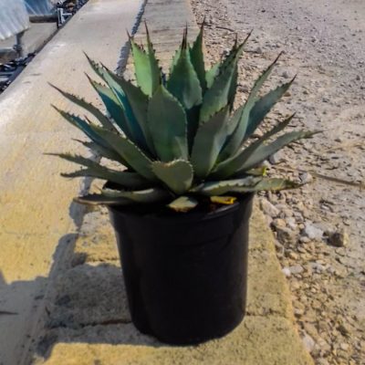 AGAVE PARRY